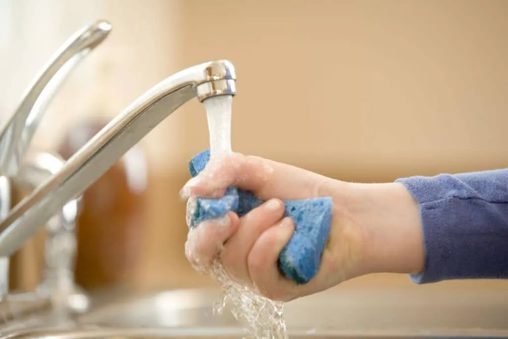 Unerwartete Gartenhelfer: Alte Schwämme erleben einen zweiten Frühling