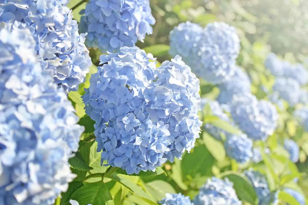Hortensien in Gefahr – wie wir sie im Klimawandel pflegen